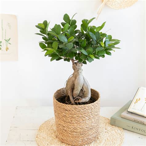 ficus ginseng 中文